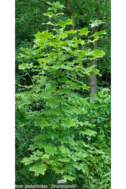 Acer platanoides Drummondii