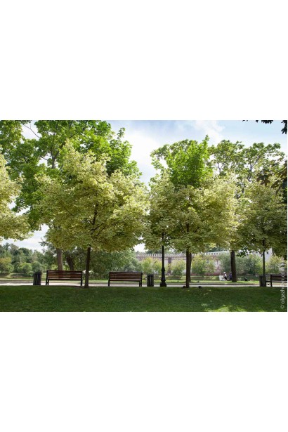 Клен платаноподібний Друмонді в ландшафті