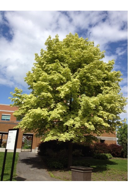 Клен звичайний Друмонді 