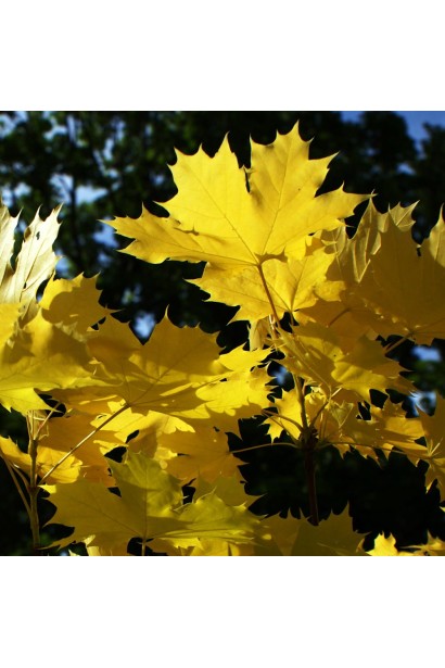Клен звичайний Друмонді осіннє жовте листя