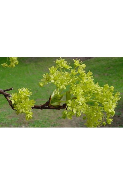 Клен Друмонді жовто-зелені квіти в зонтиковидних суцвіттях