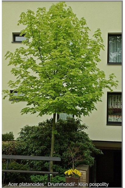 Клен гостролистий Друмонді