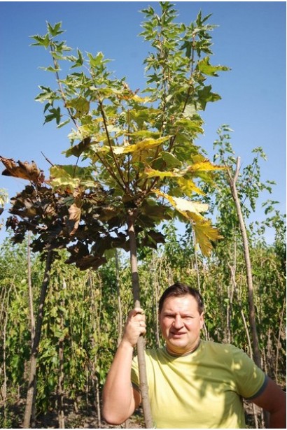 Клен гостролистий Drummondii на штамбі