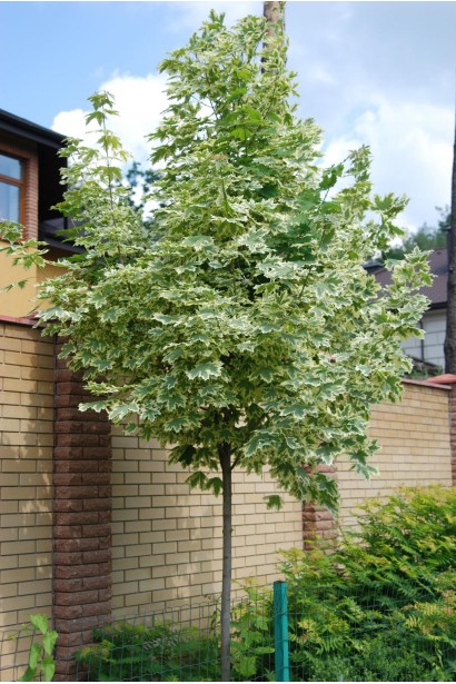 Клен строкатий Друмонді