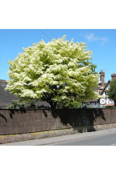 Клен Друмонді щільна округла крона великого дерева