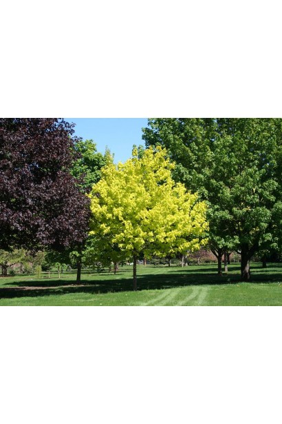 Клен гостролистий Друммонді як кольоровий акцент в ландшафті