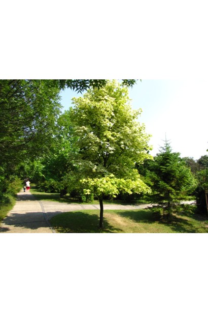 Клен гостролистий Друмонді в парковій зоні