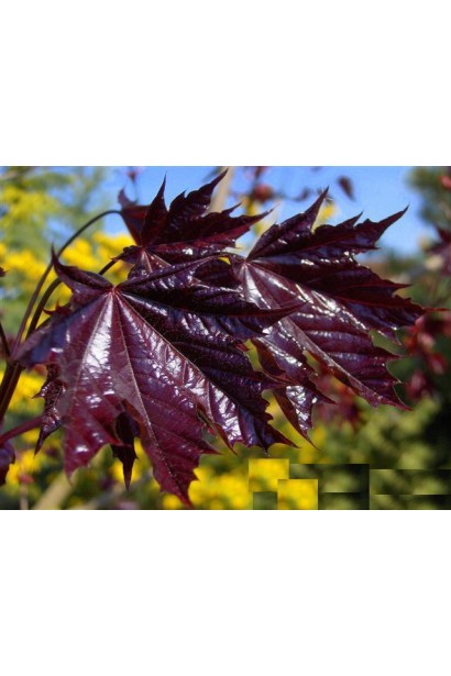 Клен платоподобный Фаассенс Блэк насыщенные темно-пурпурные листья