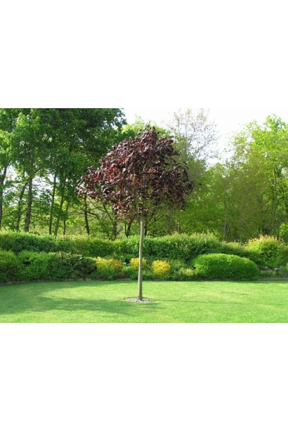 Клен краснолистный Фаассен Блэк