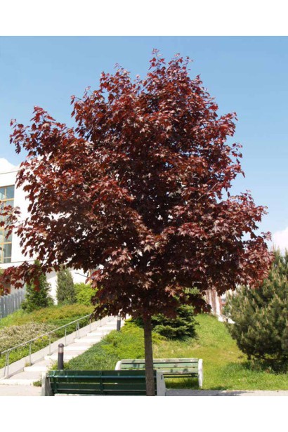 Клён остролистный Фаассенс Блек