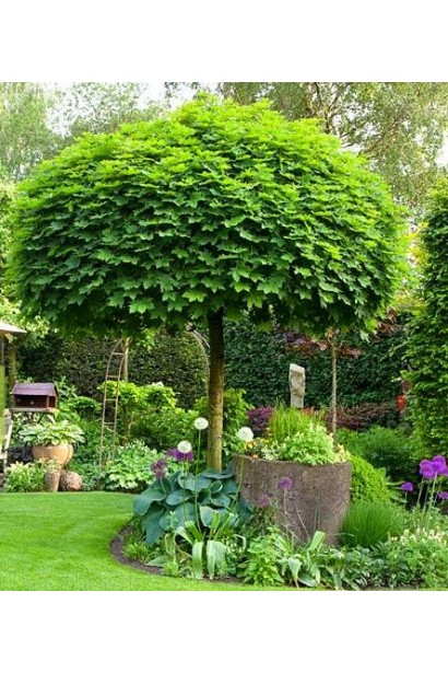 Клен гостролистий Глобозум в ландшафті