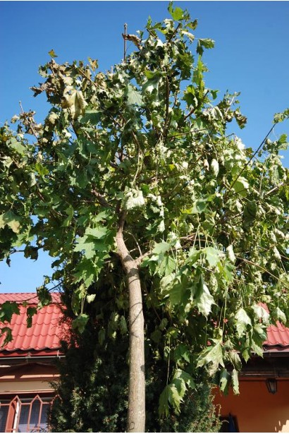 Клен платановидний кулястий