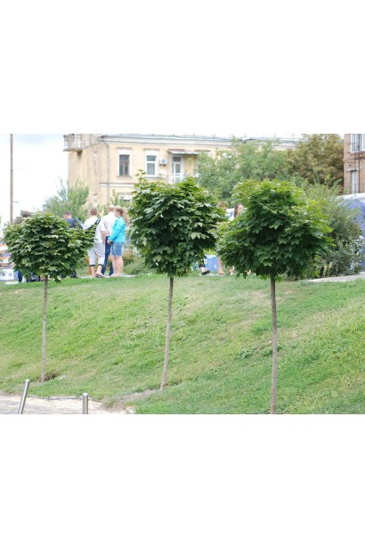 Клен кулястий Глобозум щеплені на штамбі дерева