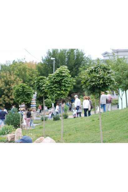 Клен гостролистий Глобозум в ландшафті міста