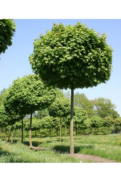 Клен гостролистий кулястий