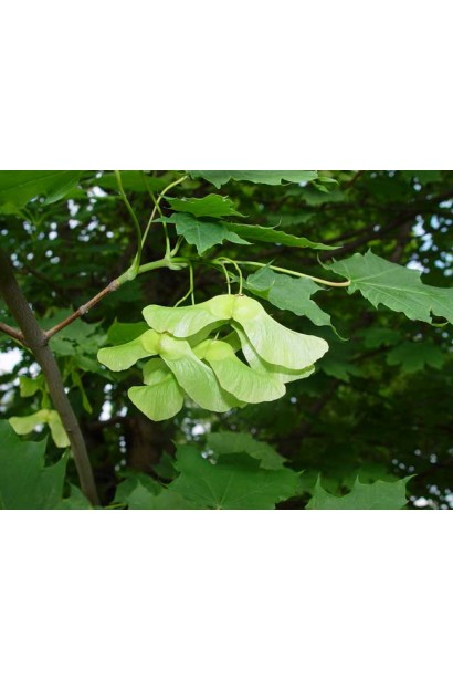 Клен Глобозум плоди-крилатки