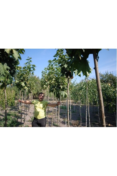 Насадження клена Глобозум на штамбі в розсаднику