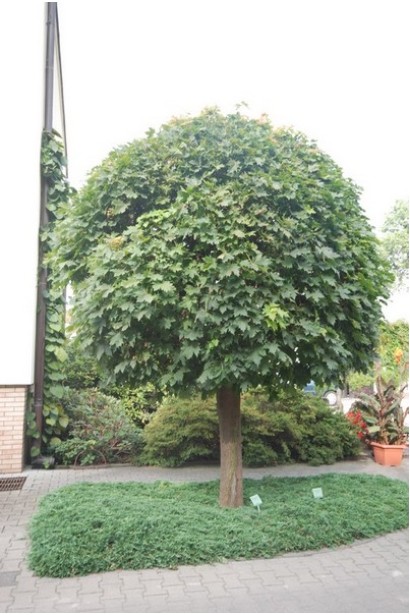 Клен платанолистий Глобозум