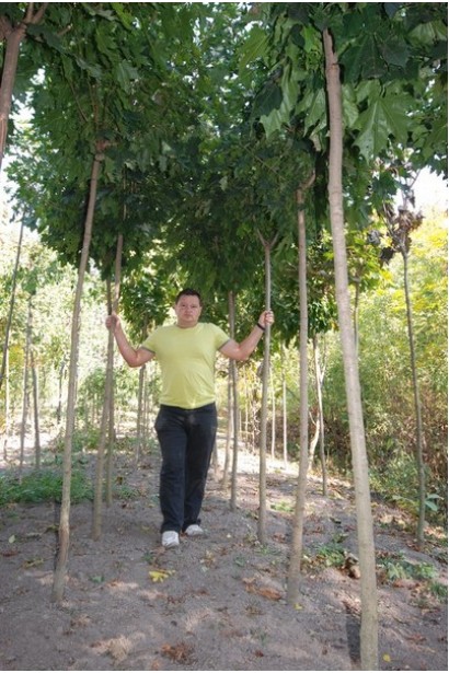 Клен гостролистий Globosum