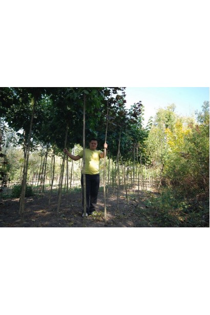 Клен Глобозум щеплений на штамб