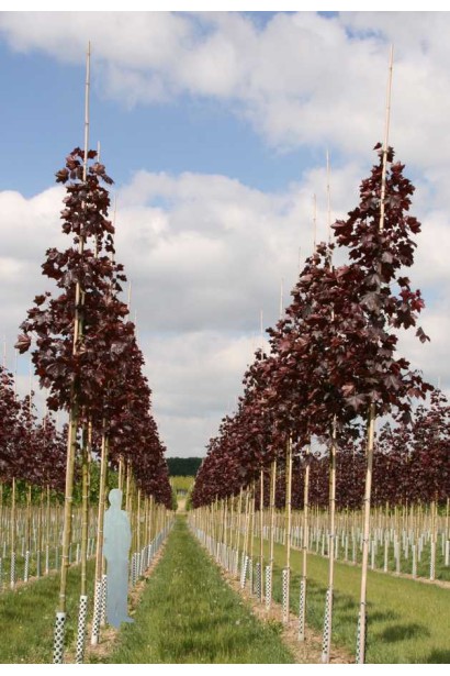 Клен гостролистий Роял Ред  в розсаднику