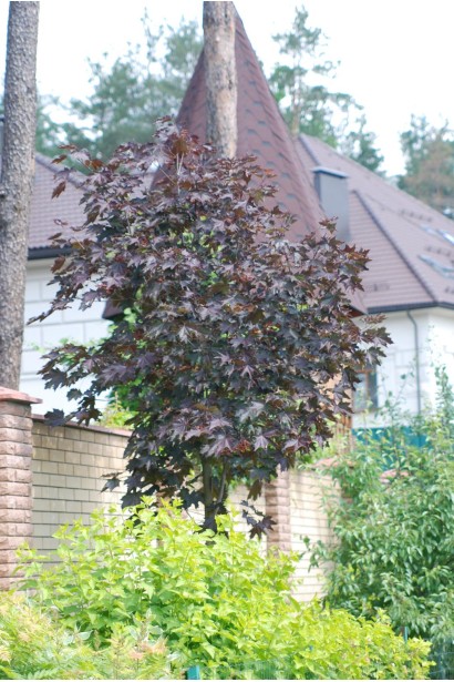 Клен гостролистий Роял Ред  в ландшафті