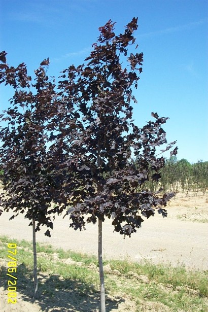 Клен гостролистий Роял Ред 