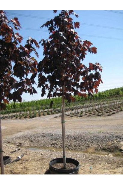 Клен гостролистий Роял Ред саджанець в контейнері
