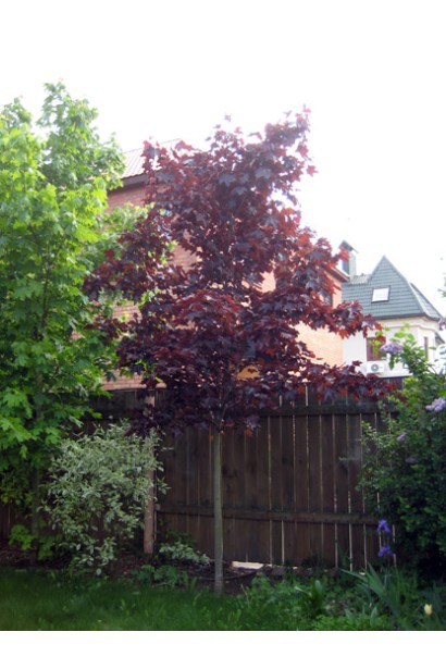 Клен платаноподібний Роял Ред 