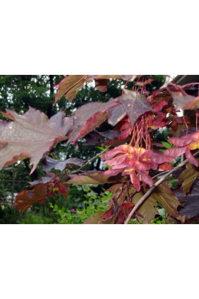 Клен Роял Ред коричневі плоди-крилатки