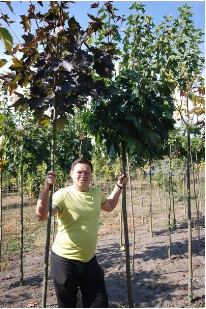 Клен гостролистий Роял Ред на штамбі