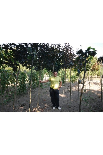 Acer platanoides Royal Red