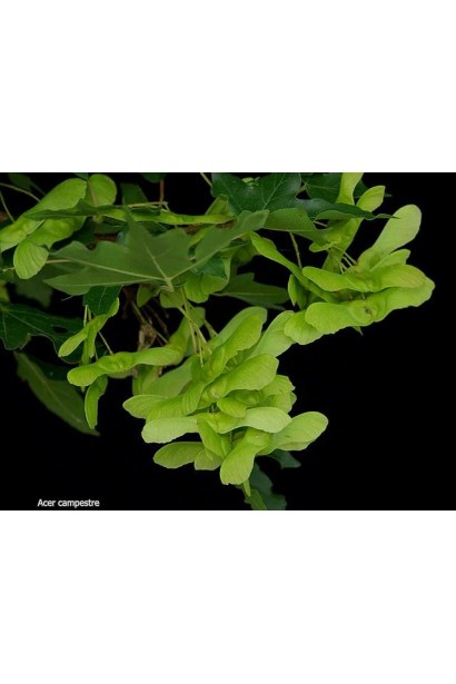 Клен полевой плоды-крылатки