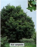 Клен полевой (для живых изгородей) | Acer campestre | Клен польовий (для живоплотів)