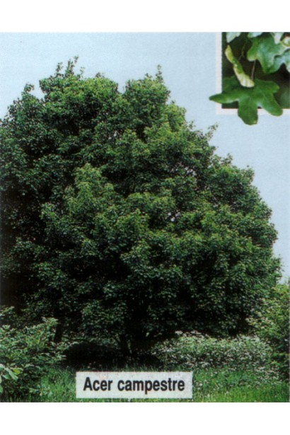 Acer campestre