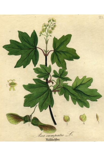 Клен равнинный