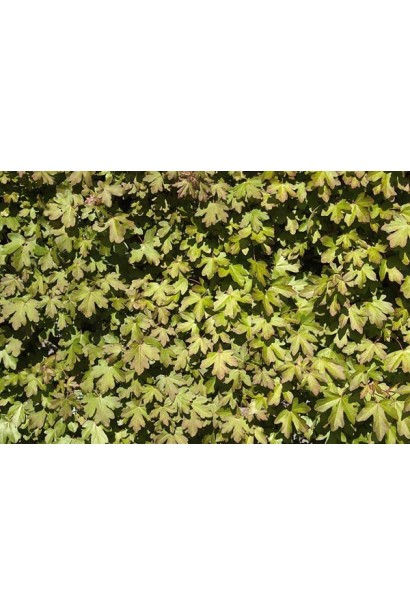 Клен полевой ярко-желтые листья летом