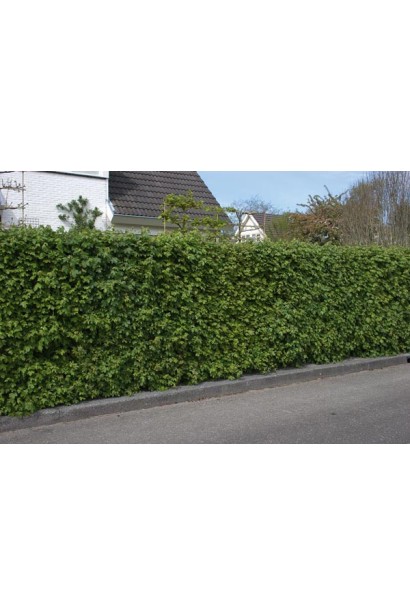 Клен полевой (для живой изгороди)