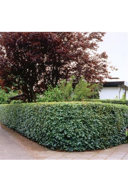 Живая изгородь из клена полевого