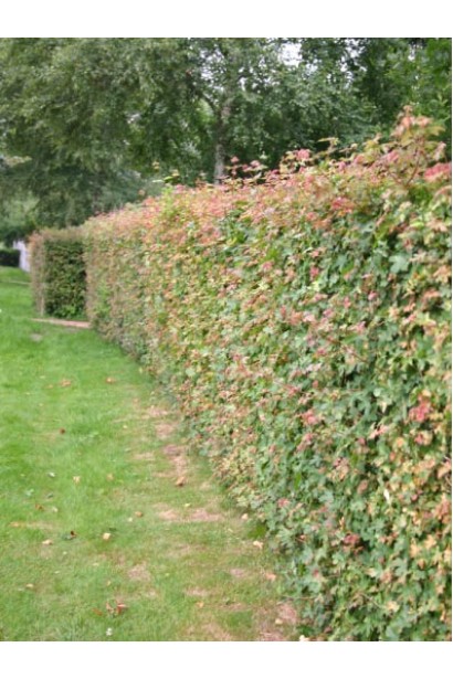 Клен полевой формованный в живое зеленое ограждение