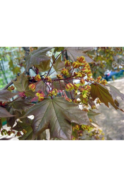 Клен платаноподібний Шведлера оливково-зелене листя з багряним відтінком