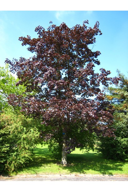 Acer platanoides Schwedleri