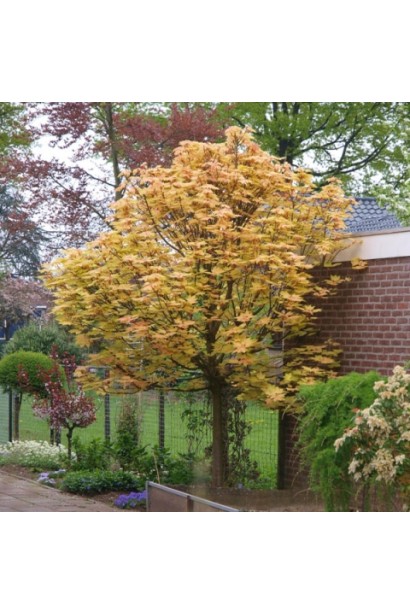 Клён ложноплатановый / Явор Бриллиантиссимум