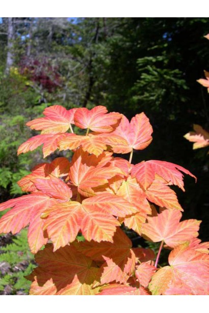 Клен белый Бриллиантиссимум