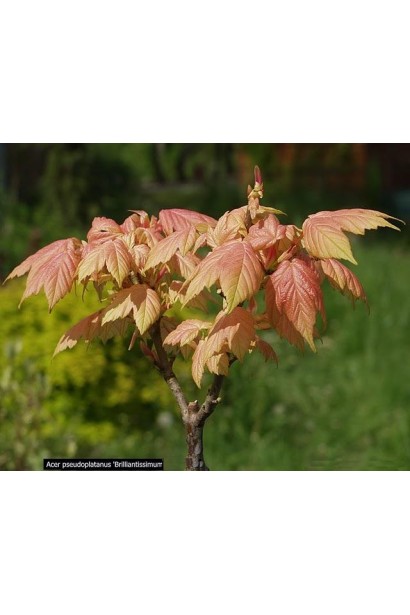 Acer pseudoplatanus Brilliantissimum