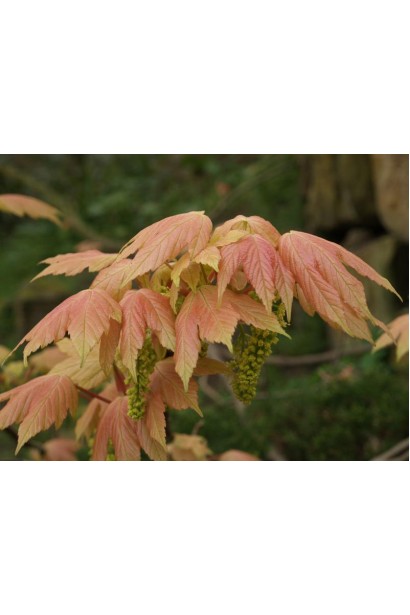 Молодые бледно-розовые листья и желто-зеленые цветы явора Бриллиантиссимум