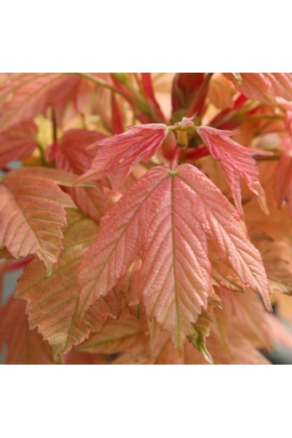 Явор Бриллиантисимум розово-бронзовые листья