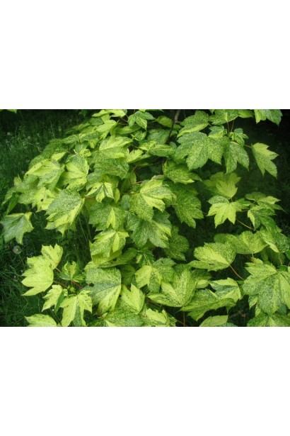 Белый клен Леопольди