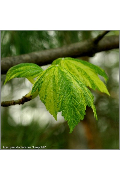 Acer pseudoplatanus Leopoldii