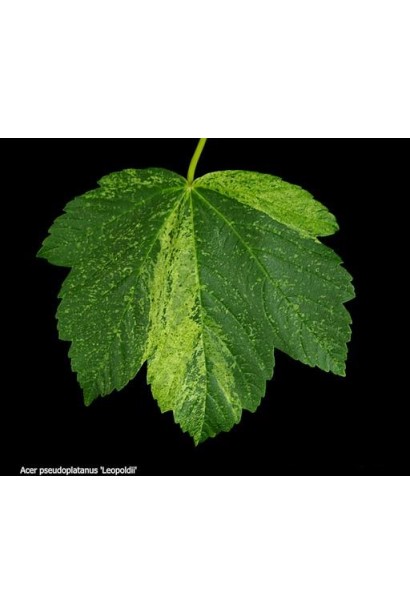 Явор Леопольди листья